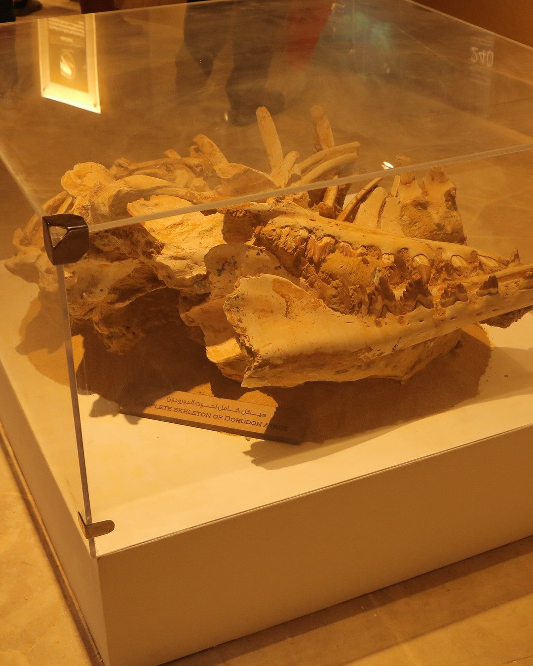 UNESCO Valley of the Whales fossil site, Wadi El Hitan, Egypt